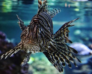 Close-up of fishes swimming in sea