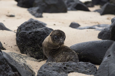 Tiny adorable galapagos baby sea lion seen in closeup staring while sitting on beach