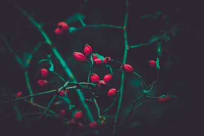 Close-up of berries growing on plant