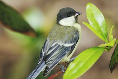 Close-up of bird perching on leaf