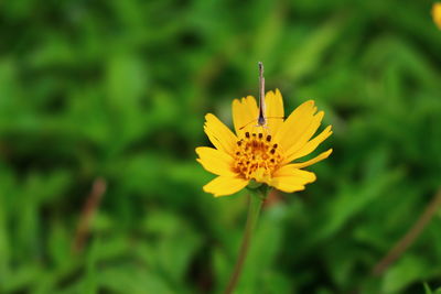 Close-up of yellow flower blooming outdoors