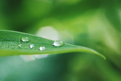 Close-up of raindrops on leaf