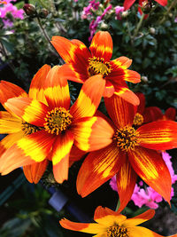 Close-up of orange flowering plant in park