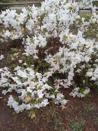 Close-up of white flowers