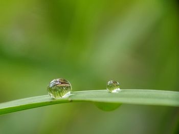 Close-up of leaf on grass