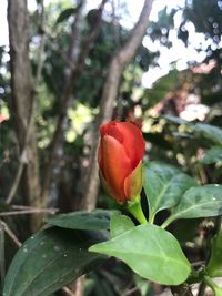 Close-up of red flower blooming on plant