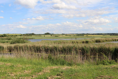 Scenic view of grassy field against sky