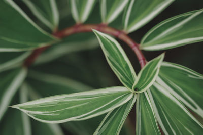 Close-up of fresh green leaves