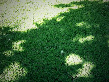 High angle view of grass on field