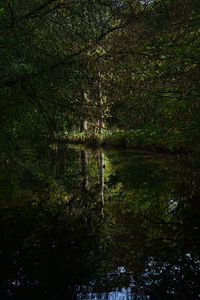 Scenic view of lake in forest