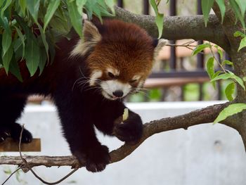 Low angle view of red panda eating in a tree