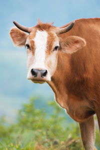 Portrait of cow