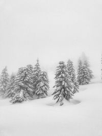 Pine trees on snow covered field against sky