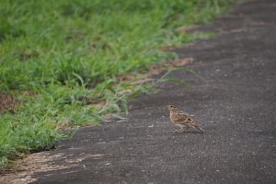 Bird perching on a field