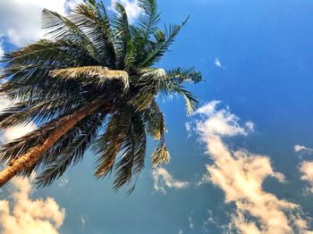 Low angle view of coconut palm tree against sky