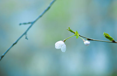 Close-up of white flowering plant