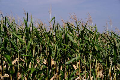 Crops growing on field against sky