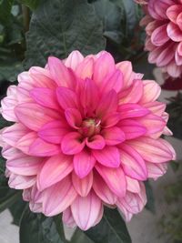 Close-up of pink dahlia blooming outdoors