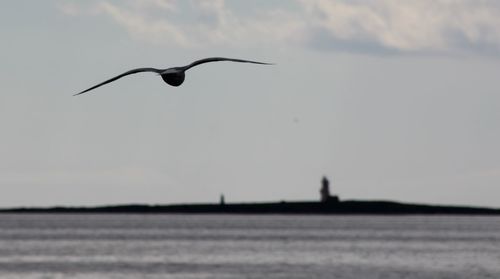 Bird flying over white background