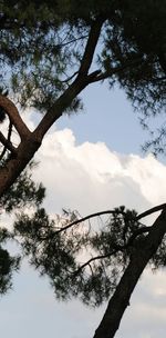 Low angle view of tree against sky