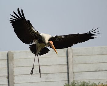 Bird flying against clear sky