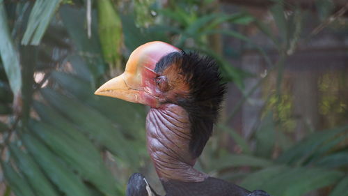 Close-up of a helmeted horbill bird