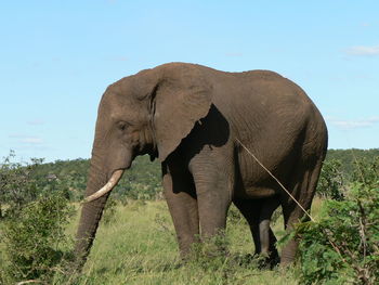 Elephant standing on landscape against sky