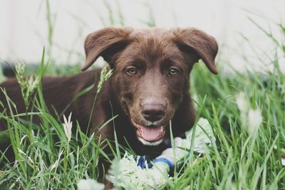 Close-up portrait of dog on field