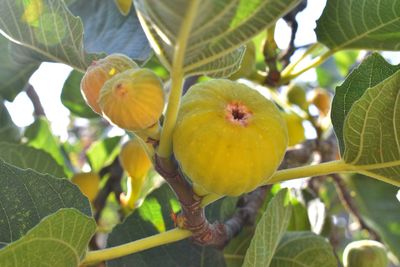 Close-up of fruit growing on tree