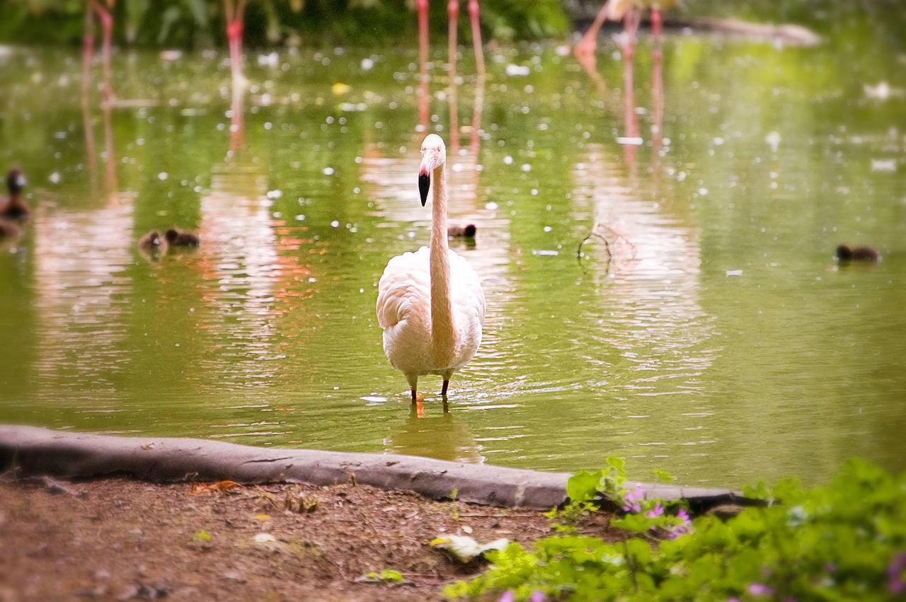 DUCK IN LAKE