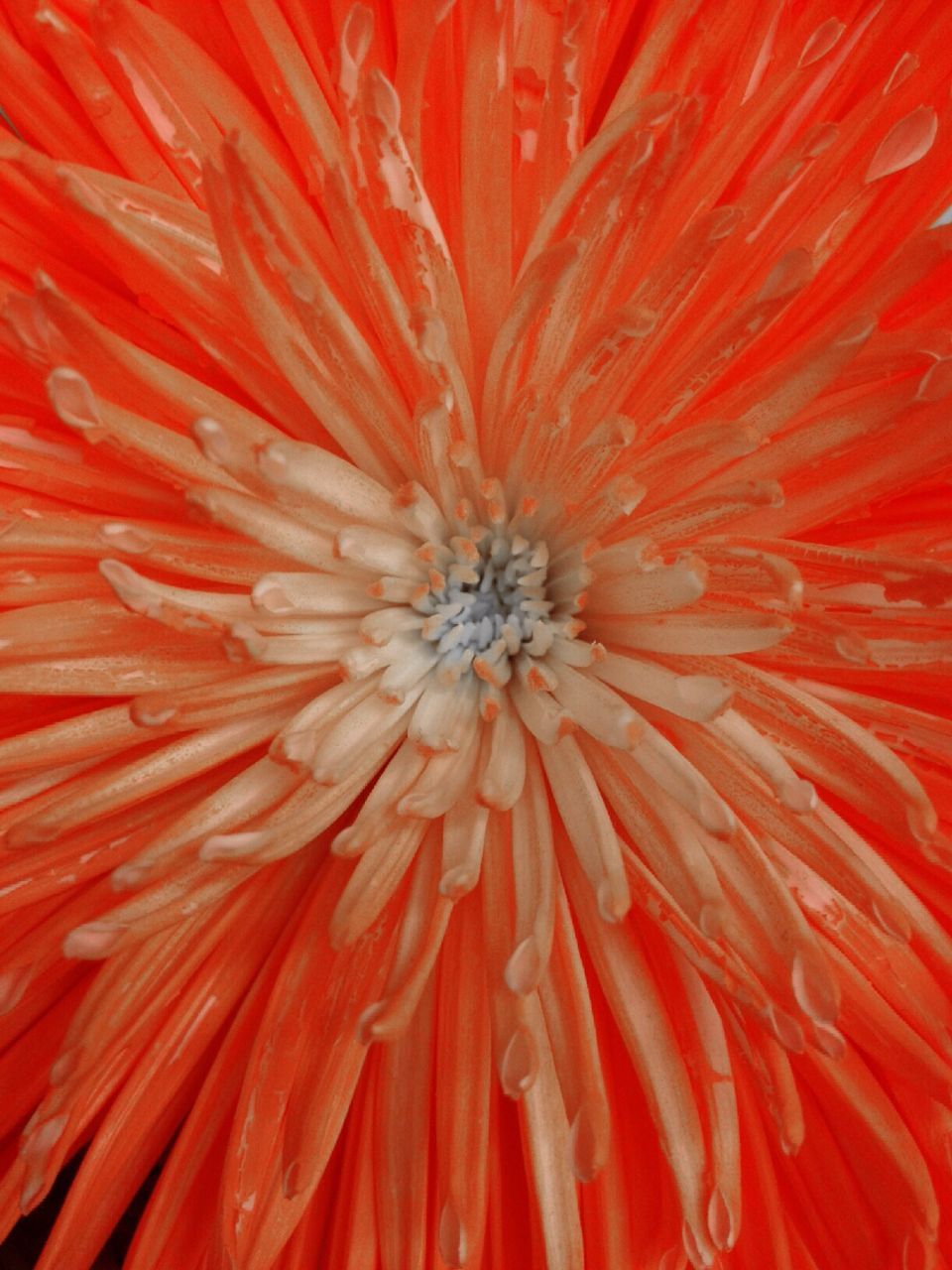 FULL FRAME SHOT OF RED HIBISCUS FLOWER