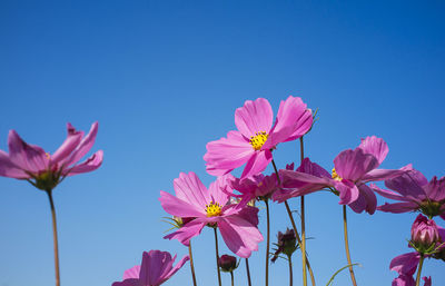 Low angle view of pink cosmos flowers blooming against clear blue sky