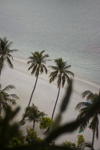 High angle view of palm trees on beach against sky