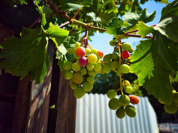 Close-up of grapes growing on tree