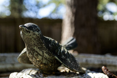 Close-up of lizard on rock