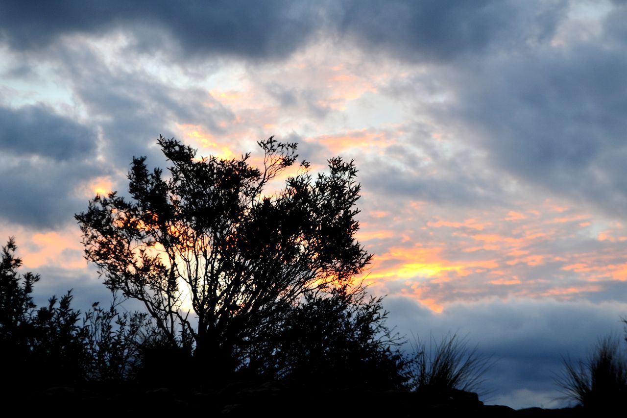 SILHOUETTE OF TREE AT SUNSET