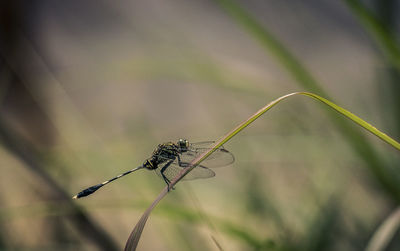 Dragonfly on plant