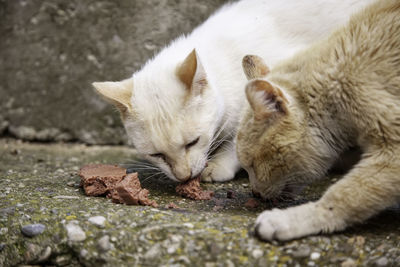 Close-up of a cat sleeping