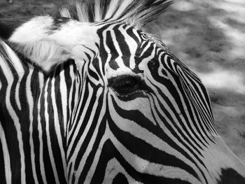 Close-up portrait of a zebra