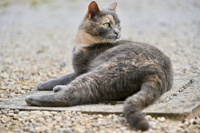 Close-up portrait of cat relaxing outdoors