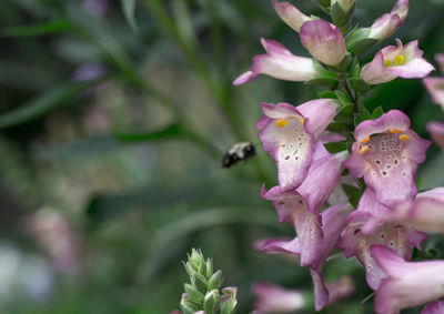 Close-up of bee on pink flower