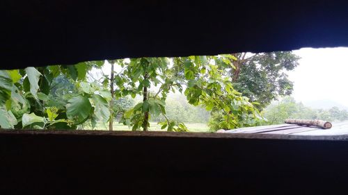 Close-up of tree by window against sky