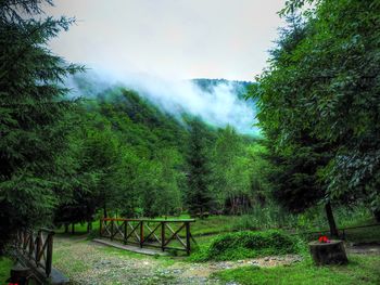 Scenic view of trees growing in forest