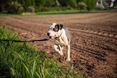 Dog running on field
