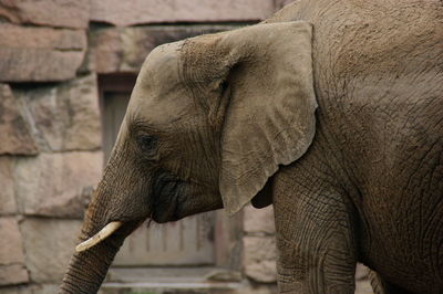 Close-up of elephant