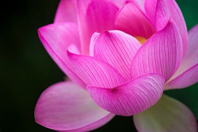 Close-up of pink flower growing outdoors