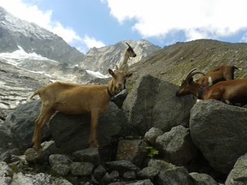 Animal grazing on landscape