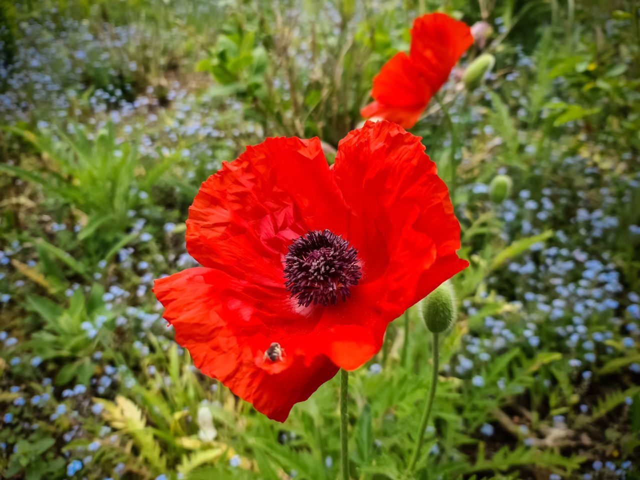 plant, flowering plant, flower, freshness, beauty in nature, growth, red, fragility, petal, flower head, inflorescence, close-up, nature, poppy, wildflower, no people, pollen, day, focus on foreground, field, green, meadow, outdoors, botany, land, macro photography