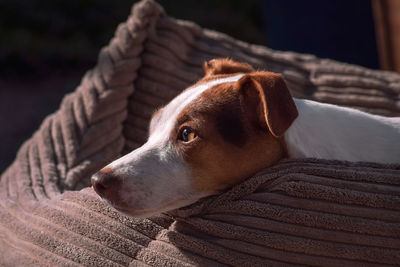 Close-up of a jack russell terrier looking away