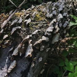 Close-up of mushroom growing on tree trunk